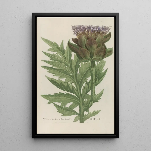 Phytanthoza iconographia Pl111 - Johann Wilhelm Weinmann — framed artwork on a wall