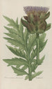 Phytanthoza iconographia Pl111 - Johann Wilhelm Weinmann — artwork view