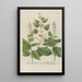 Phytanthoza iconographia Pl112 - Johann Wilhelm Weinmann — framed artwork on a wall