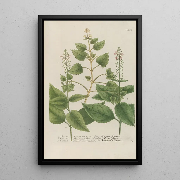 Phytanthoza iconographia Pl112 - Johann Wilhelm Weinmann — framed artwork on a wall
