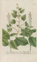 Phytanthoza iconographia Pl112 - Johann Wilhelm Weinmann — artwork view
