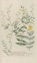 Phytanthoza iconographia Pl113 - Johann Wilhelm Weinmann — artwork view
