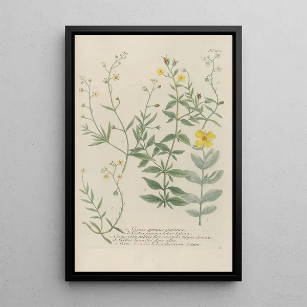 Phytanthoza iconographia Pl113 - Johann Wilhelm Weinmann — framed artwork on a wall