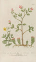 Phytanthoza iconographia Pl114 - Johann Wilhelm Weinmann — artwork view