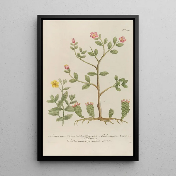 Phytanthoza iconographia Pl114 - Johann Wilhelm Weinmann — framed artwork on a wall