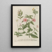 Phytanthoza iconographia Pl115 - Johann Wilhelm Weinmann — framed artwork on a wall
