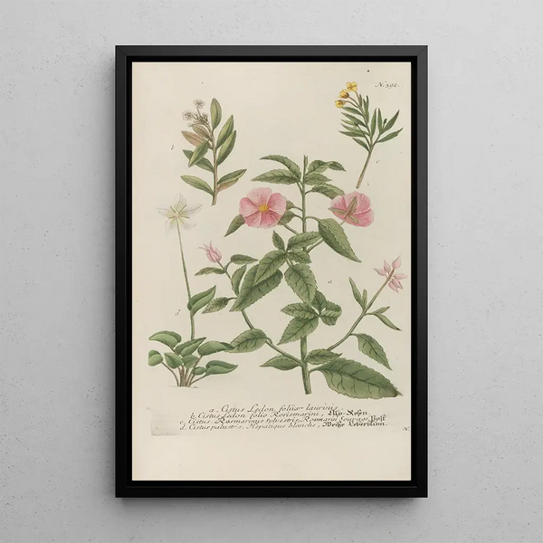 Phytanthoza iconographia Pl115 - Johann Wilhelm Weinmann — framed artwork on a wall
