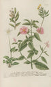Phytanthoza iconographia Pl115 - Johann Wilhelm Weinmann — artwork view