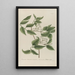 Phytanthoza iconographia Pl116 - Johann Wilhelm Weinmann — framed artwork on a wall