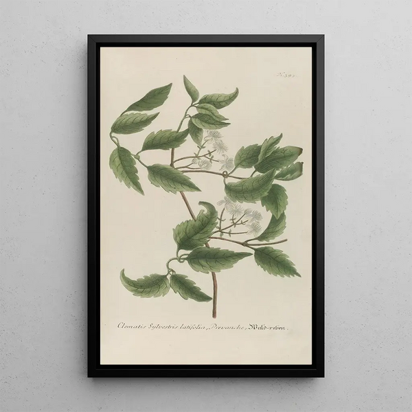 Phytanthoza iconographia Pl116 - Johann Wilhelm Weinmann — framed artwork on a wall