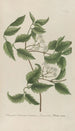 Phytanthoza iconographia Pl116 - Johann Wilhelm Weinmann — artwork view