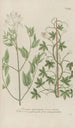 Phytanthoza iconographia Pl117 - Johann Wilhelm Weinmann — artwork view