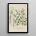 Phytanthoza iconographia Pl117 - Johann Wilhelm Weinmann — framed artwork on a wall
