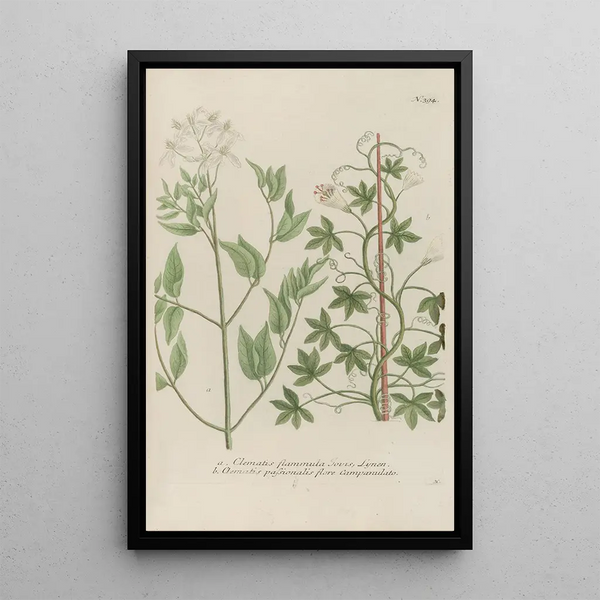 Phytanthoza iconographia Pl117 - Johann Wilhelm Weinmann — framed artwork on a wall