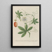 Phytanthoza iconographia Pl118 - Johann Wilhelm Weinmann — framed artwork on a wall