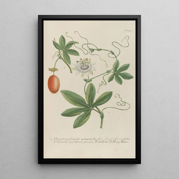 Phytanthoza iconographia Pl118 - Johann Wilhelm Weinmann — framed artwork on a wall