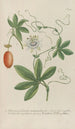 Phytanthoza iconographia Pl118 - Johann Wilhelm Weinmann — artwork view