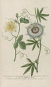 Phytanthoza iconographia Pl119 - Johann Wilhelm Weinmann — artwork view