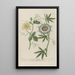 Phytanthoza iconographia Pl119 - Johann Wilhelm Weinmann — framed artwork on a wall