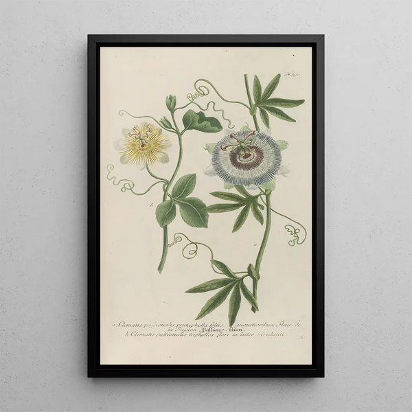 Phytanthoza iconographia Pl119 - Johann Wilhelm Weinmann — framed artwork on a wall