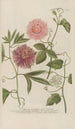 Phytanthoza iconographia Pl120 - Johann Wilhelm Weinmann — artwork view