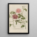 Phytanthoza iconographia Pl120 - Johann Wilhelm Weinmann — framed artwork on a wall