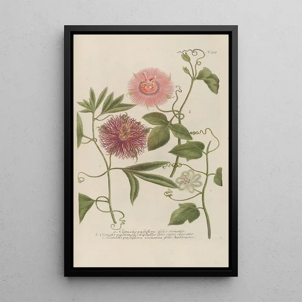Phytanthoza iconographia Pl120 - Johann Wilhelm Weinmann — framed artwork on a wall