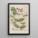 Phytanthoza iconographia Pl121 - Johann Wilhelm Weinmann — framed artwork on a wall