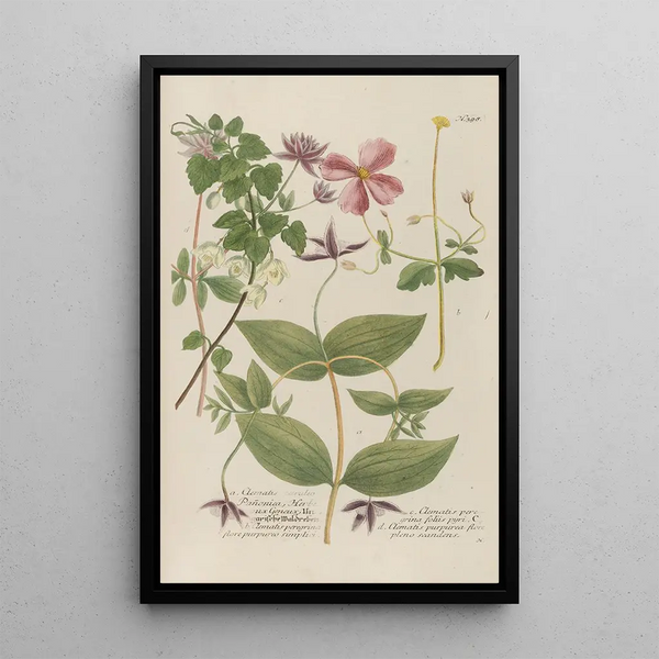 Phytanthoza iconographia Pl121 - Johann Wilhelm Weinmann — framed artwork on a wall