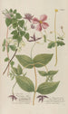 Phytanthoza iconographia Pl121 - Johann Wilhelm Weinmann — artwork view