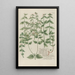 Phytanthoza iconographia Pl122 - Johann Wilhelm Weinmann — framed artwork on a wall