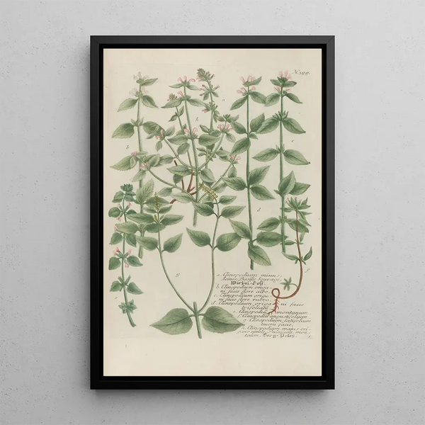 Phytanthoza iconographia Pl122 - Johann Wilhelm Weinmann — framed artwork on a wall