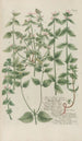 Phytanthoza iconographia Pl122 - Johann Wilhelm Weinmann — artwork view