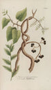 Phytanthoza iconographia Pl123 - Johann Wilhelm Weinmann — artwork view