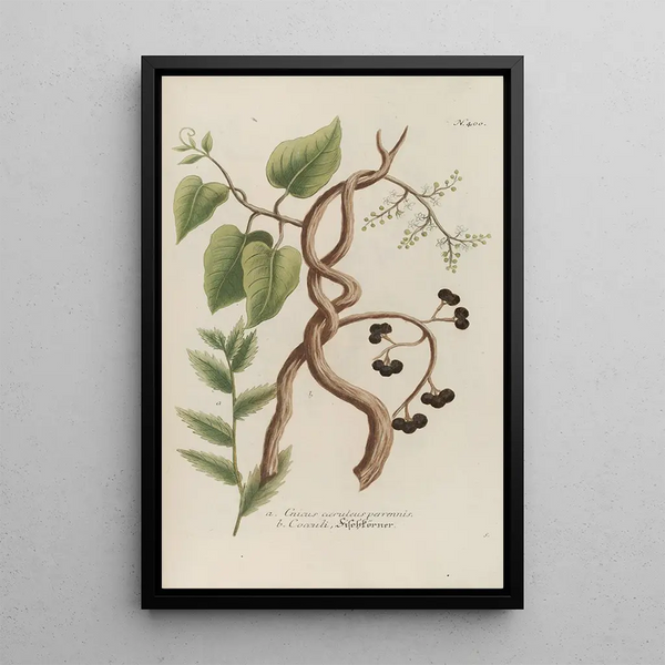 Phytanthoza iconographia Pl123 - Johann Wilhelm Weinmann — framed artwork on a wall