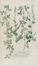 Phytanthoza iconographia Pl124 - Johann Wilhelm Weinmann — artwork view