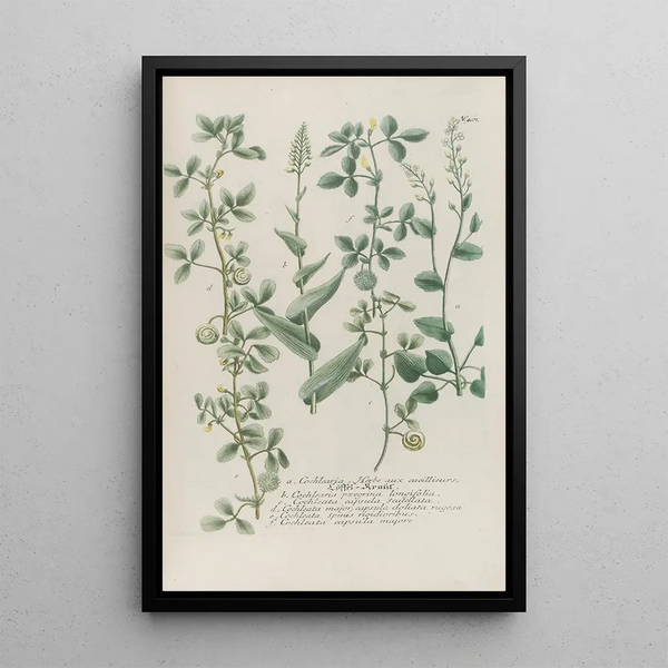 Phytanthoza iconographia Pl124 - Johann Wilhelm Weinmann — framed artwork on a wall