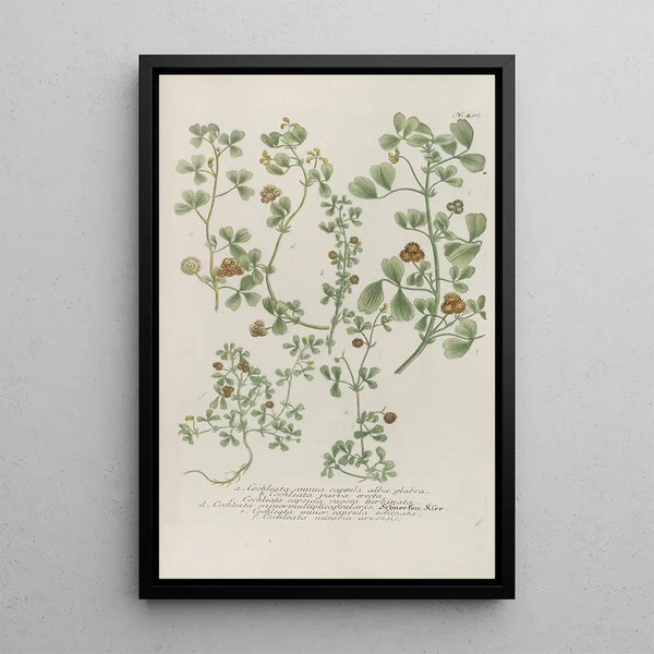 Phytanthoza iconographia Pl125 - Johann Wilhelm Weinmann — framed artwork on a wall