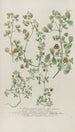 Phytanthoza iconographia Pl125 - Johann Wilhelm Weinmann — artwork view