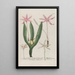 Phytanthoza iconographia Pl126 - Johann Wilhelm Weinmann — framed artwork on a wall