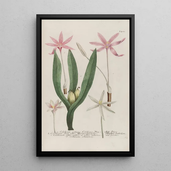 Phytanthoza iconographia Pl126 - Johann Wilhelm Weinmann — framed artwork on a wall