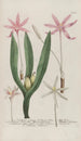 Phytanthoza iconographia Pl126 - Johann Wilhelm Weinmann — artwork view