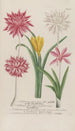 Phytanthoza iconographia Pl127 - Johann Wilhelm Weinmann — artwork view