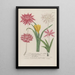 Phytanthoza iconographia Pl127 - Johann Wilhelm Weinmann — framed artwork on a wall