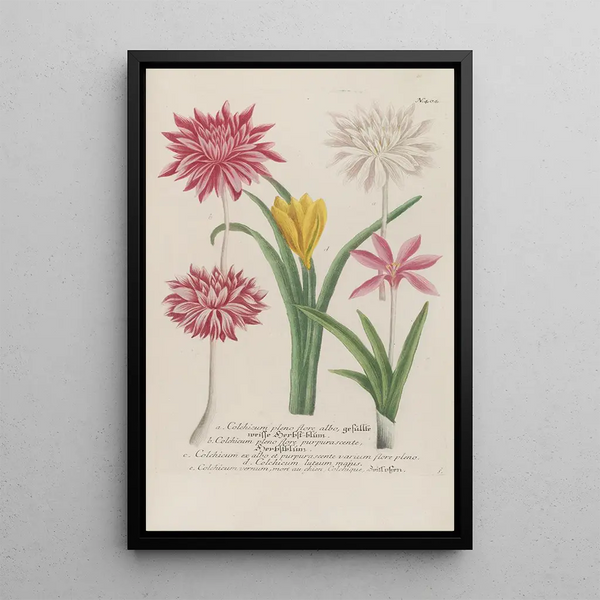 Phytanthoza iconographia Pl127 - Johann Wilhelm Weinmann — framed artwork on a wall