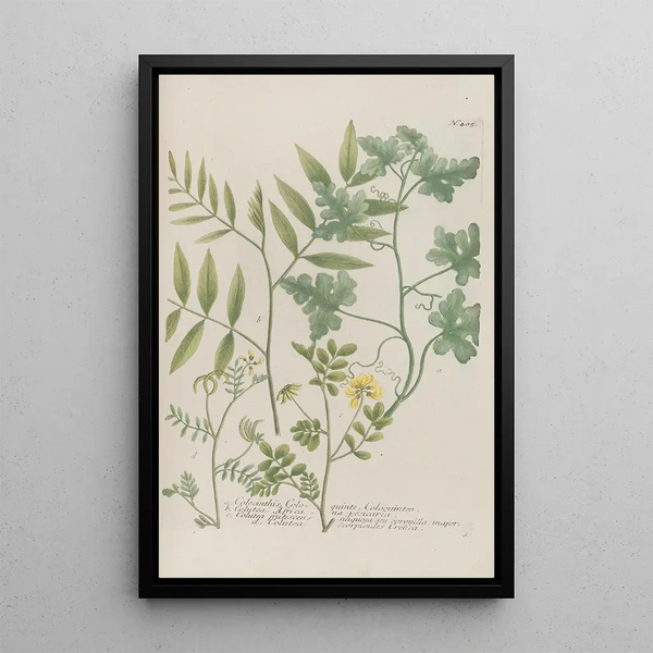 Phytanthoza iconographia Pl128 - Johann Wilhelm Weinmann — framed artwork on a wall