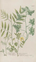 Phytanthoza iconographia Pl128 - Johann Wilhelm Weinmann — artwork view