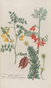 Phytanthoza iconographia Pl129 - Johann Wilhelm Weinmann — artwork view