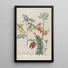 Phytanthoza iconographia Pl129 - Johann Wilhelm Weinmann — framed artwork on a wall