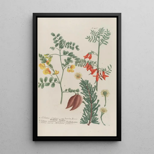 Phytanthoza iconographia Pl129 - Johann Wilhelm Weinmann — framed artwork on a wall
